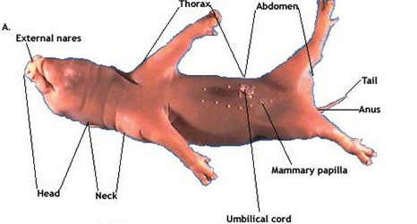 <p><span style="background-color: transparent;">Specialized glands that produce milk for feeding offspring after birth.</span></p>