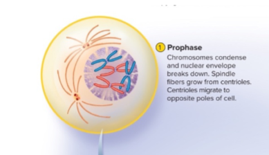 <p>Prophase [Phases Of Mitosis]</p>