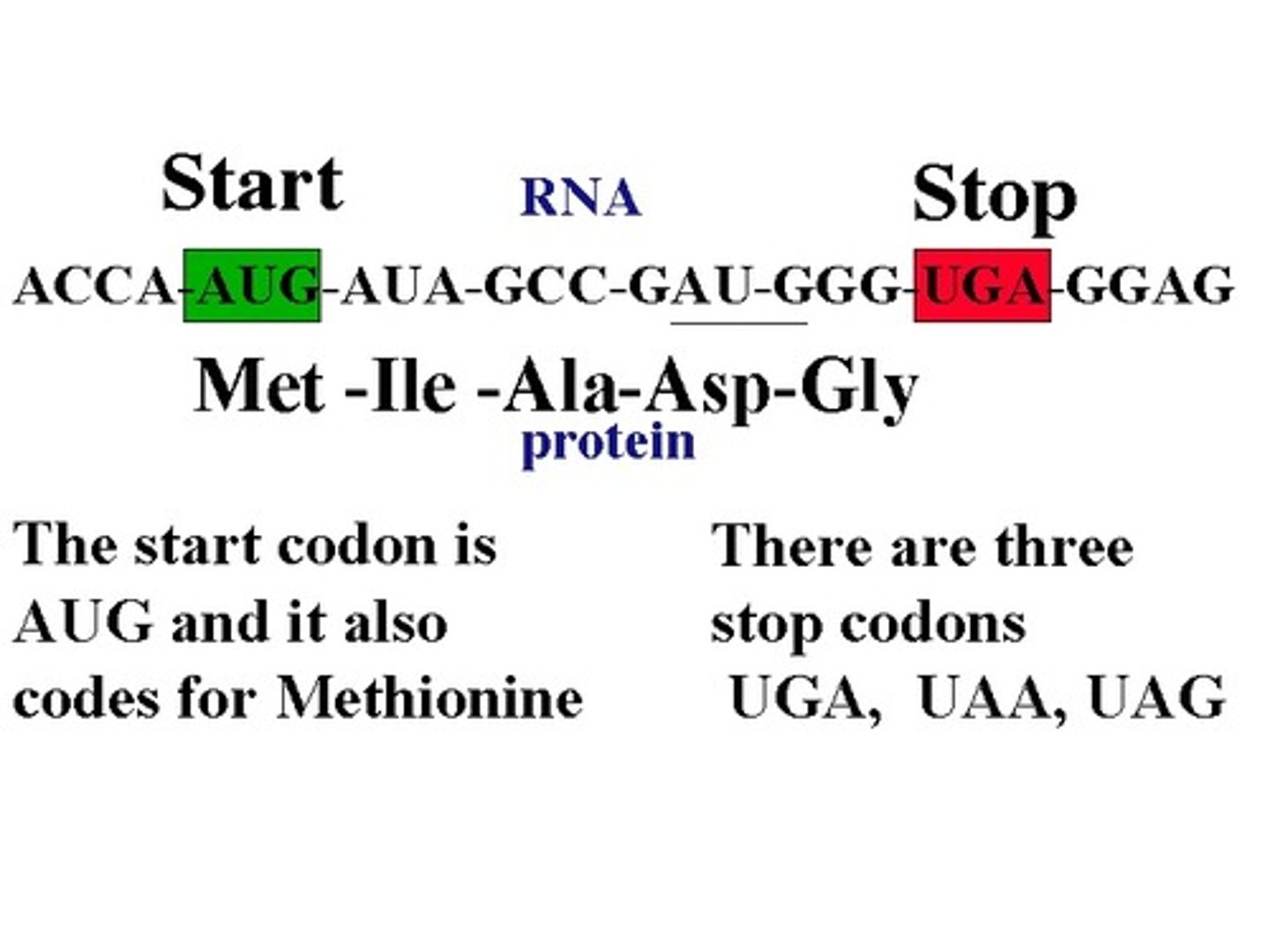<p>A codon that either starts or stops the transcription process</p><p>Start: AUG (met)</p><p>Stop: UAA UAG UGA</p>