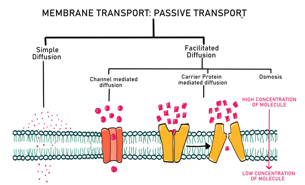 <p>Transport across the cell membrane by carrier proteins (which undergo conformational changes as the substrate is transported, unlike channel proteins)</p><p>These proteins are stereoselective and preferentially bind a specific molecule: for example, GLUT only recognizes glucose; if different molecules like amino acids, the carrier protein does not work <br><br></p>