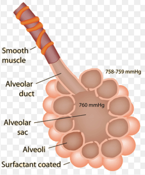 <p>Identify the alveoli</p>