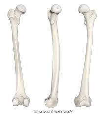 <p>name and side this bone</p>