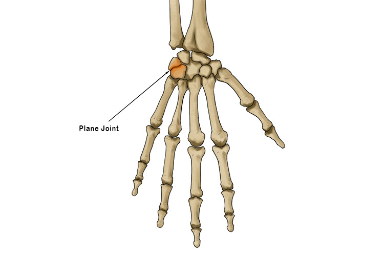 <p>Planar joint</p>
