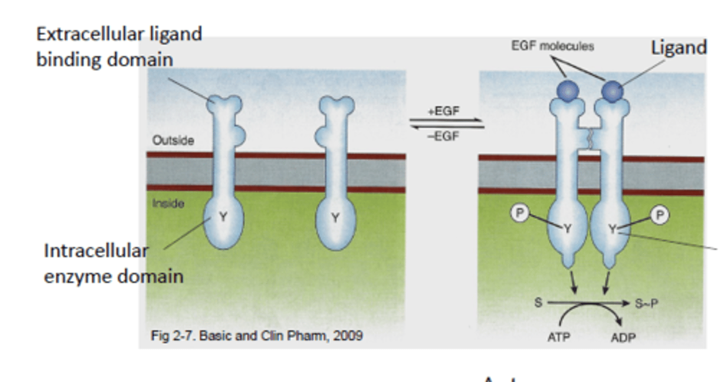 <p>Protein domain in enzyme-linked receptors, that is stimulated by the binding of the appropriate ligand</p><p>Induces conformational change that activates the catalytic domain</p>