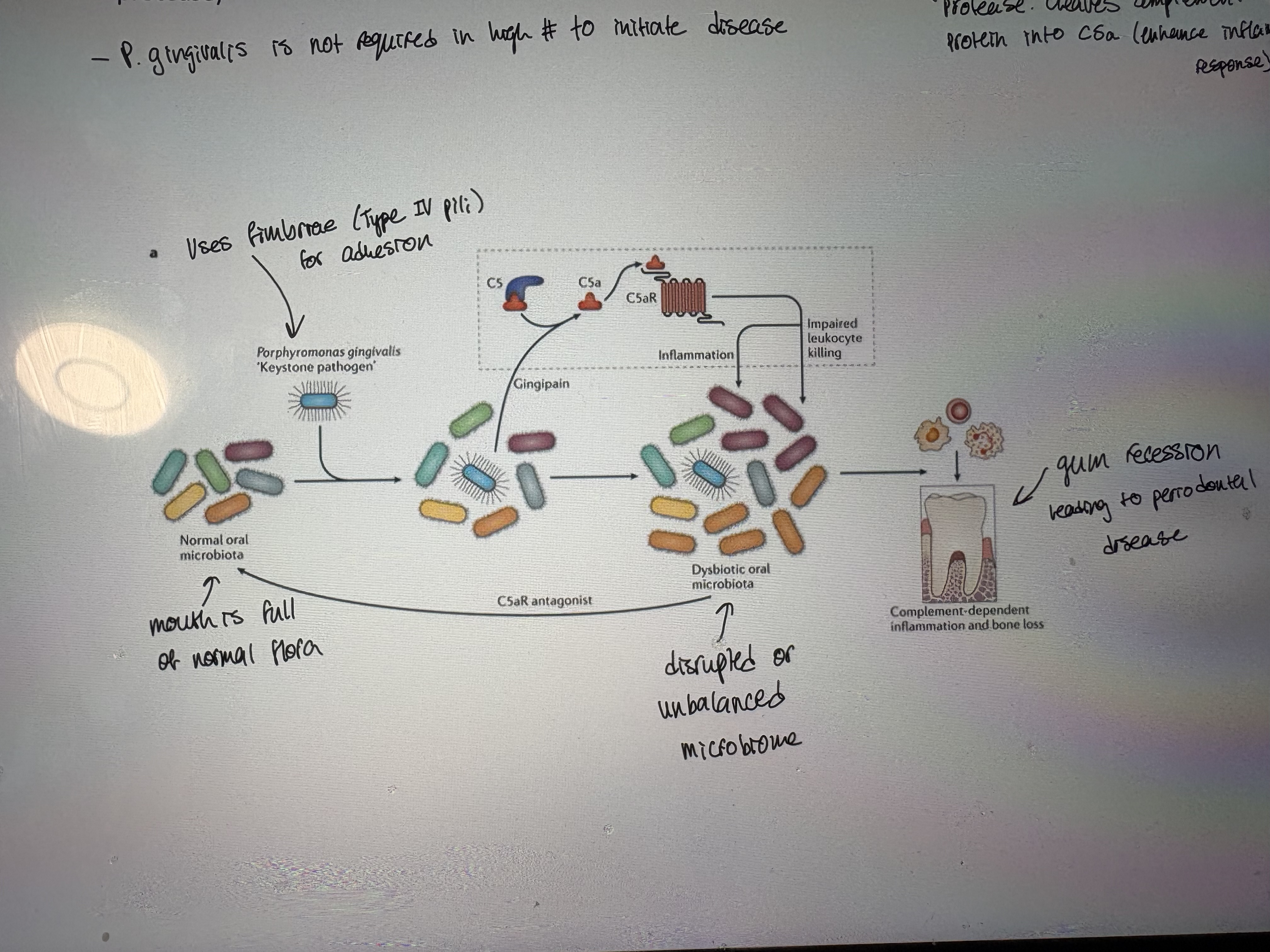 <p>- Microbial dysbiosis on the teeth is facilitated by a shift in the microbiome towards Gram negative anaerobes</p><p>- Keystone pathogen causing periodontal disease – tissue destruction and bone loss in the teeth and gums</p><p>- P. gingivalis alone is insufficient to cause periodontal disease but instead facilitates an ecological change to a disease state</p><p>- Acts as a keystone pathogen by production of a virulence factor called gingipain (a cysteine protease → cleaves complement CS protein into CSa. Enhance inflammatory response)</p><p>- P.gingivalis is not required in high number to initiate disease</p>