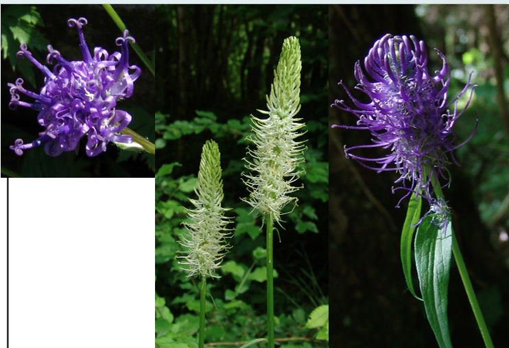 <p><span>Campanulaceae</span></p>