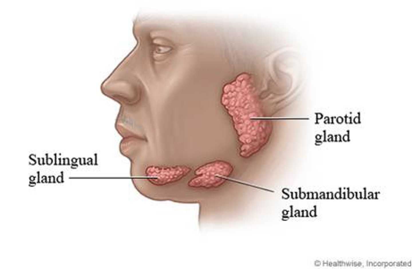 <p>outside oral cavity</p><p>parotid</p><p>submandibular</p><p>sublingual</p>