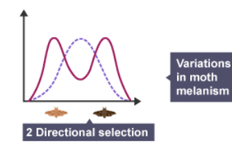 <p>- Selection that favors variants at ends of the distribution of a phenotypic range.</p><p>- <span>In a desert environment, both light-colored mice that blend into the sand and dark-colored mice that camouflage against volcanic rock survive better than medium-colored mice</span>, demonstrating <span>disruptive selection</span> where extreme traits are favored over intermediate ones.</p>