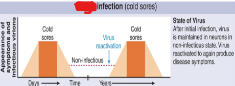 <p>Genome remains silent in host cells and can reactivate to cause productive infection</p>