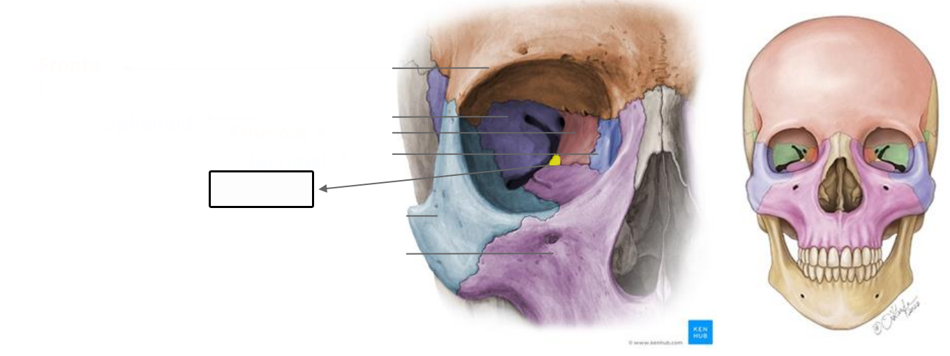 <p>What is this bone?</p>