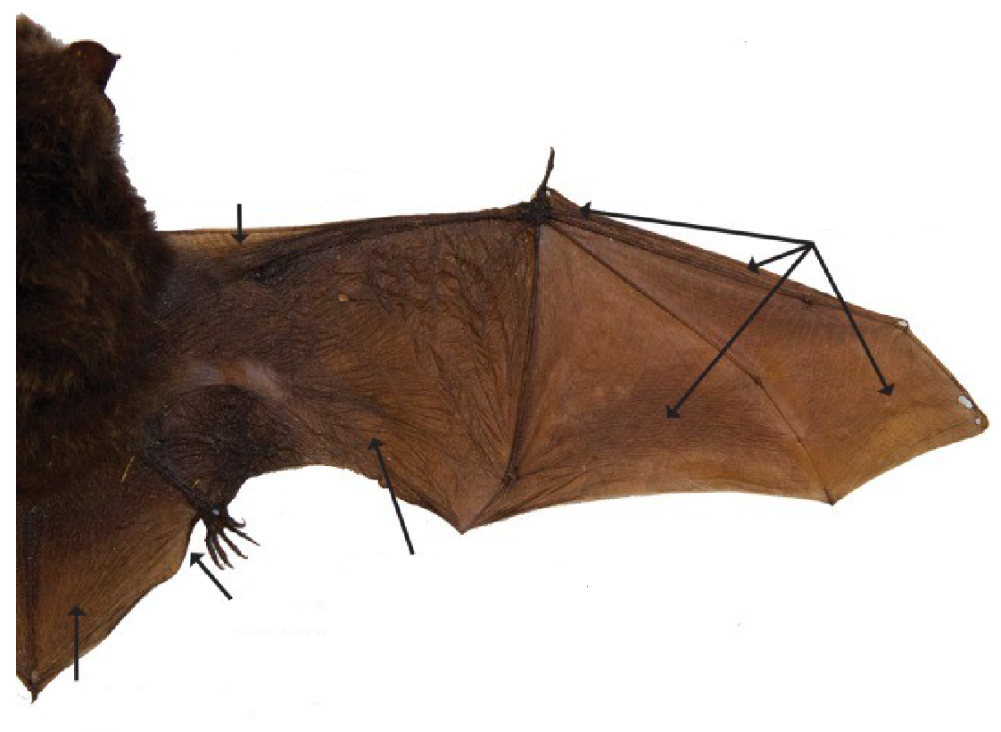 <p>Name the parts of a bat</p>
