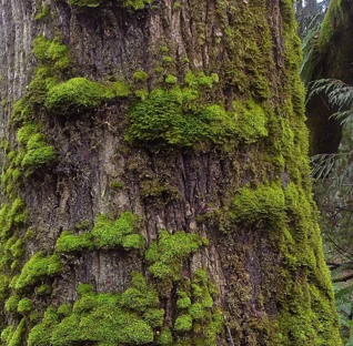 <p>What is an epiphyte?</p>