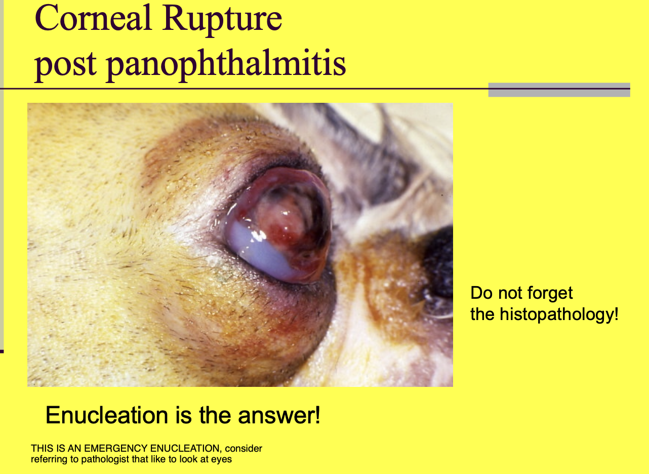 <p>Enucleation - is highly infected and painful. </p><p>Remember to send in for histopath (look for underlying cause).</p>
