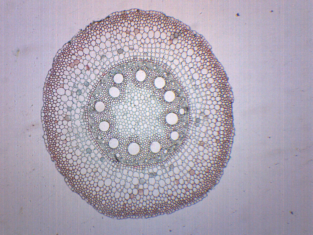 <p>Identify the cross-section and label</p>