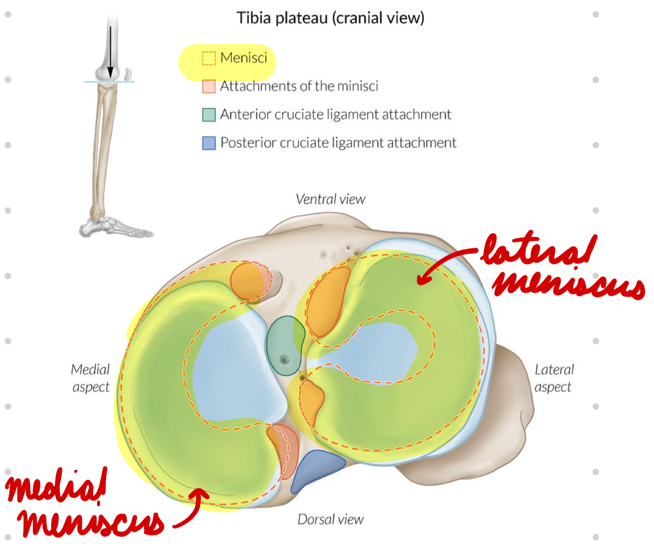 <p>Medial: On medial tibia</p><ul><li><p>C-shaped</p></li><li><p>Attached to MCL</p></li></ul><p>Lateral: On lateral tibia</p><ul><li><p>Circular</p></li></ul><p></p>