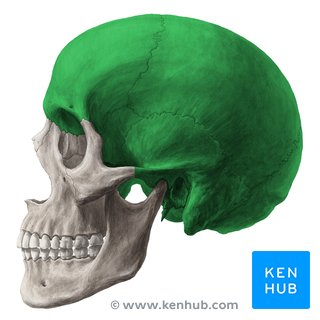 <p>Neurocranium āthe brain caseā</p>