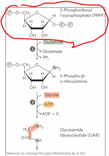 <ul><li><p>Purine nucleotide biosynthesis is a metabolic pathway that allows cells to construct purine nucleotides from scratch, a process called <strong>de novo synthesis</strong>.</p></li><li><p>Unlike pyrimidine biosynthesis ( via de novo synthsis) where <strong>the nitrogenous base is synthesized first</strong> and then attached to a sugar-phosphate molecule, ______</p></li></ul><p></p><p>What does purine de novo biosynthesis start with</p><p></p>