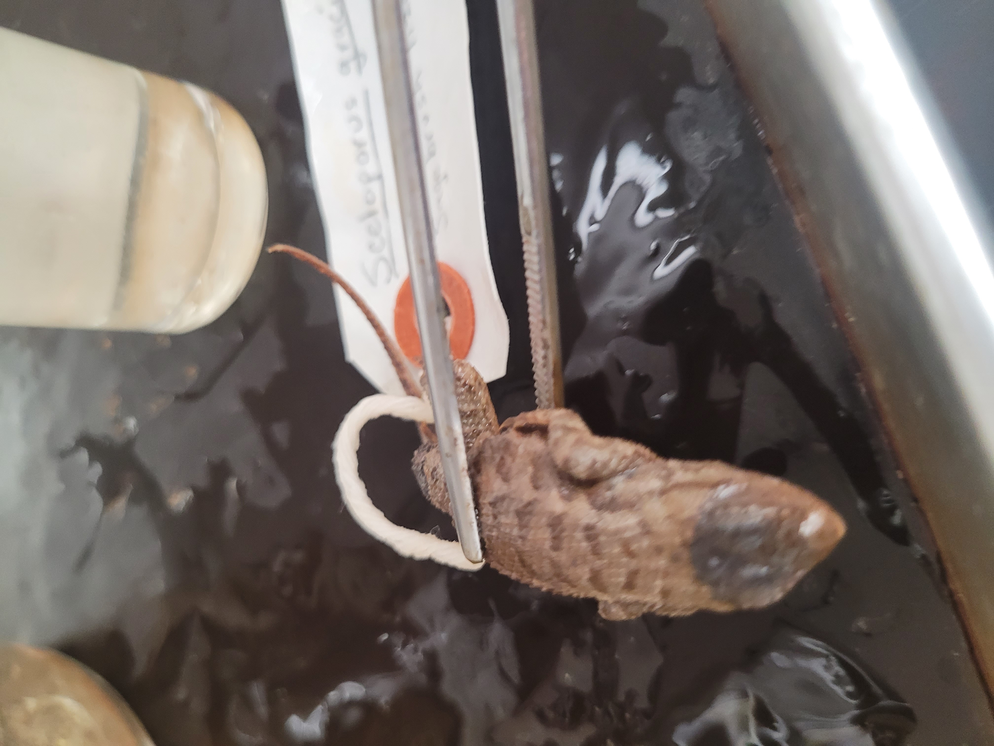 <p>What species is this</p>
