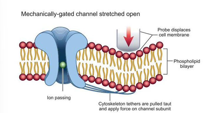 <p>mechanically gated</p>