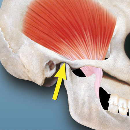 knowt flashcard image