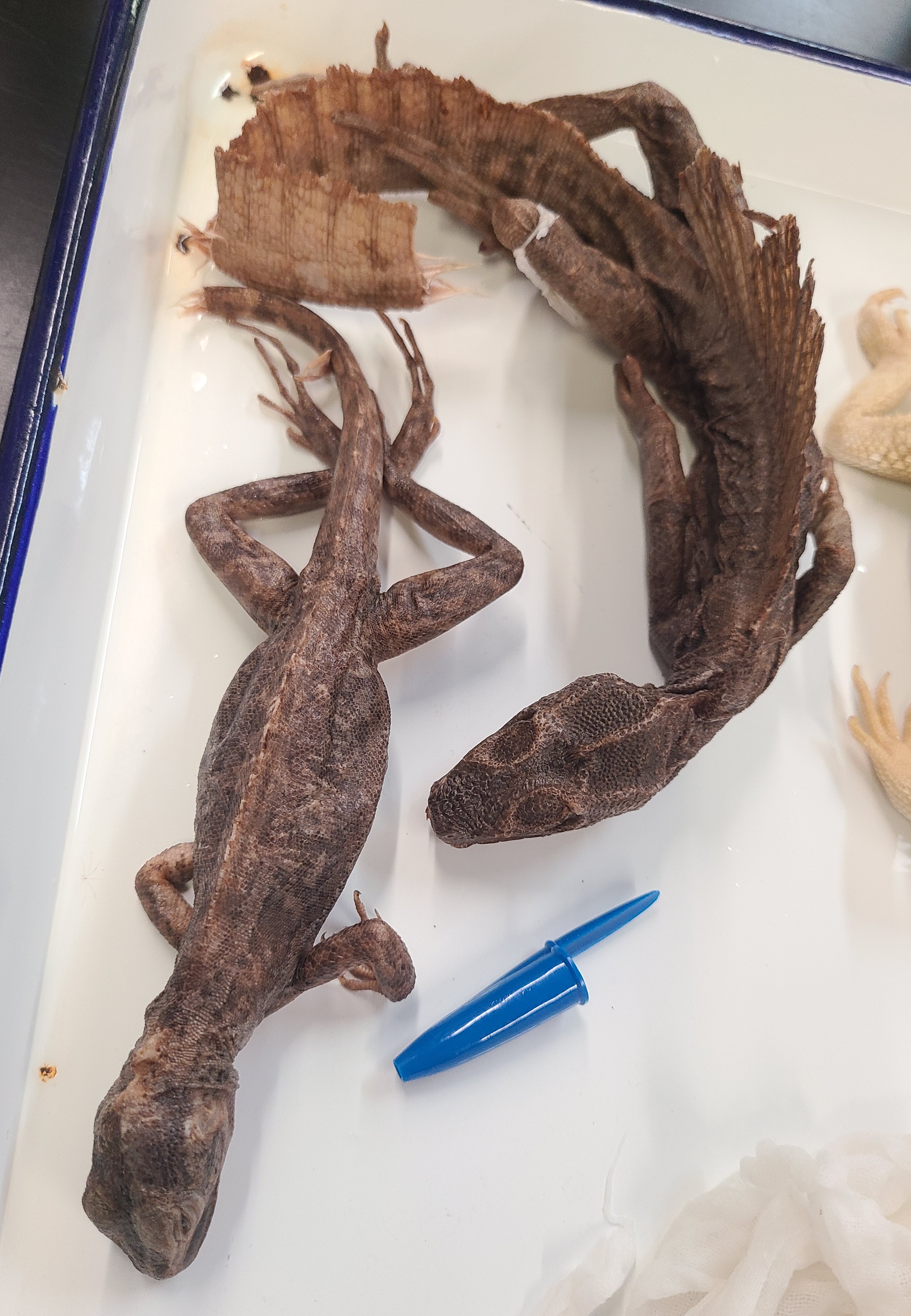 <p><span>Scientific name and distinguishing feature</span></p>