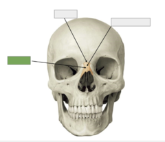 <p>Nasal bone: this is the</p>