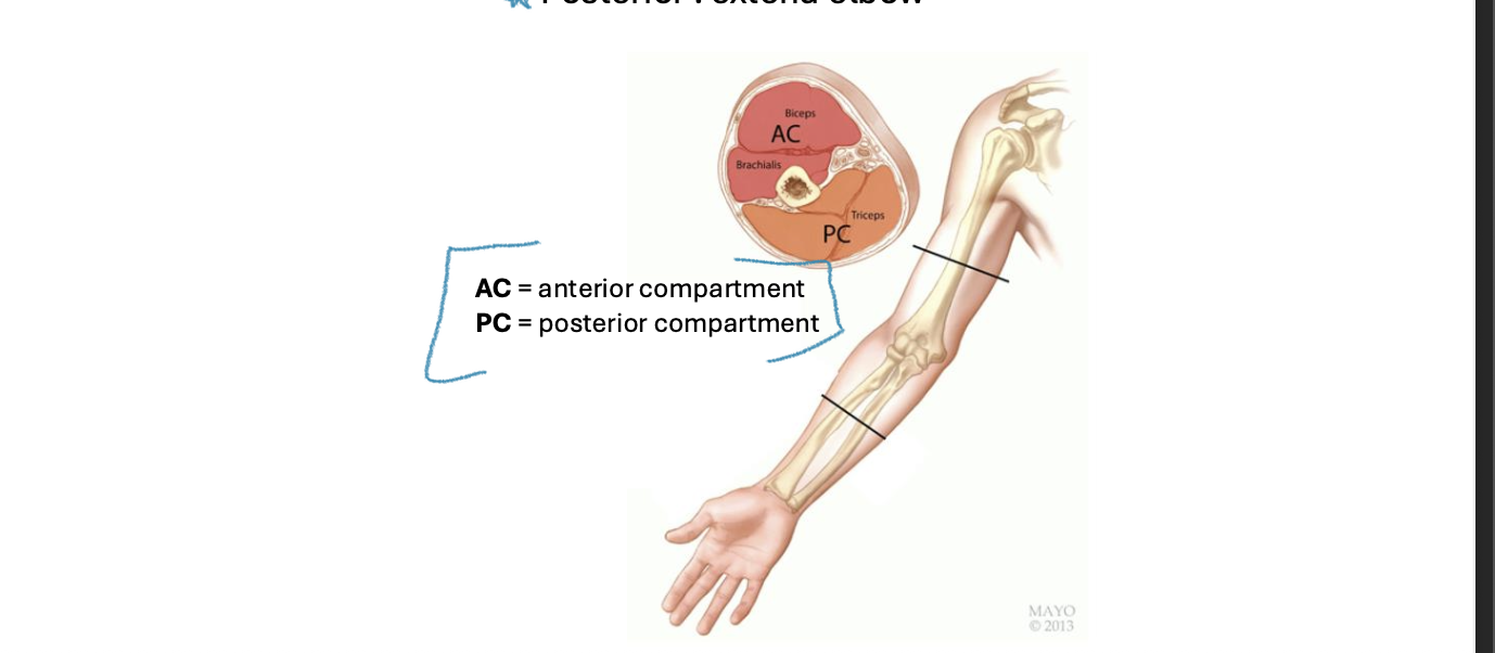 <p>Anterior : flex elbow</p><p class="p1">Posterior : extend elbow</p>