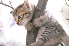 <p>To hold onto something tightly and not let go.</p>
