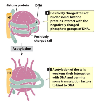 <p>Addition of <u>acetyl</u> groups to histone tails <span style="color: red;">increases gene expression</span></p>