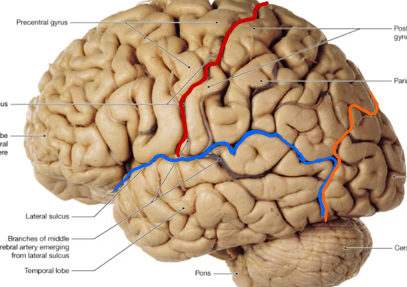 <p>Separate functional sections of the brain (lobes)</p><ol><li><p>Central sulcus</p></li><li><p>Lateral sulcus</p></li><li><p>Parieto-occipital sulcus</p></li></ol><p></p>