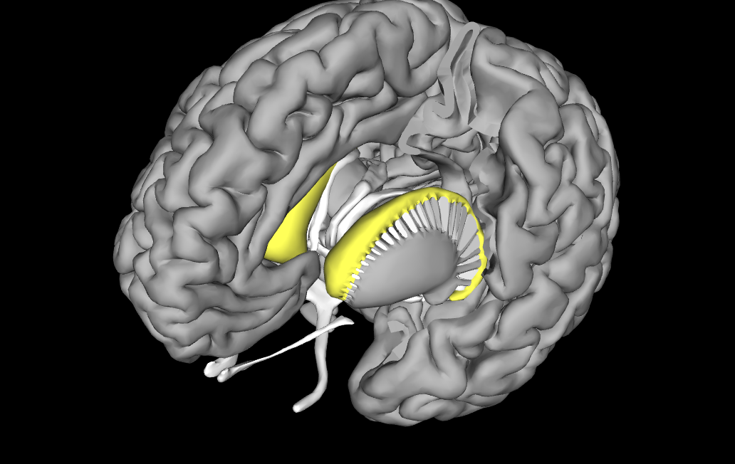 <p>What area of the brain is this </p>