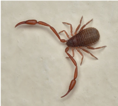 <p>pseudoscorpions</p><p>diagnostic characteristics: fused with no pedicel, 12 segments, no tail but large pincer like pedipalps</p>