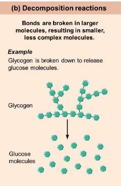 <p>Catabolic metabolism.</p>