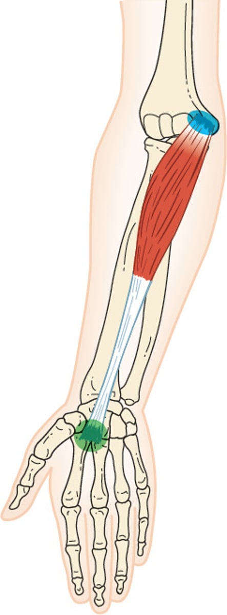 <p>O: medial epicondyle of humerus</p><p>I: base of 2 & 3 metacarpal</p><p>A: wrist flexion, radial deviation</p><p>N: median nerve</p>