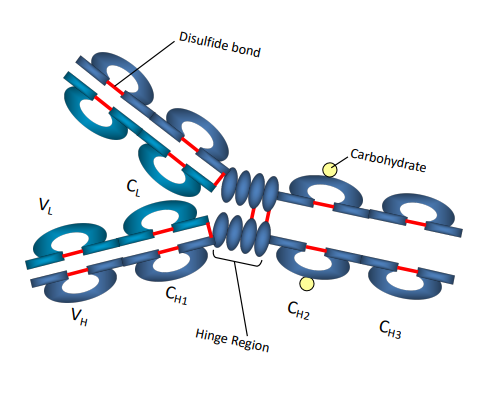 <p>heavy and light chains</p><p>disulfide bonds (inter-chain &amp; intrachain)</p>