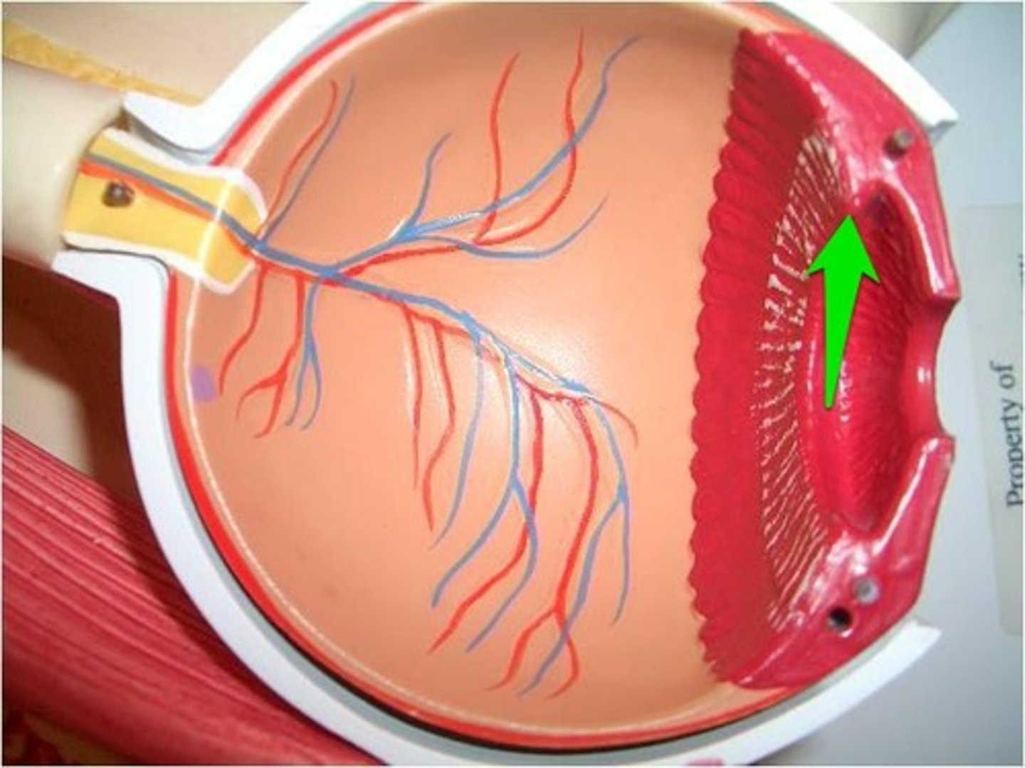 <p>Name this structure of the eyeball</p>