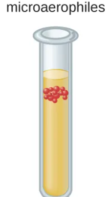 <p>require between <strong>low atmospheric oxygen</strong> levels (5 – 15%)</p><ul><li><p>grows <u>slightly below the top</u></p></li></ul><p></p>