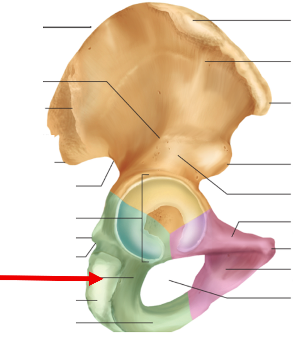 <p>Hip Bone</p>