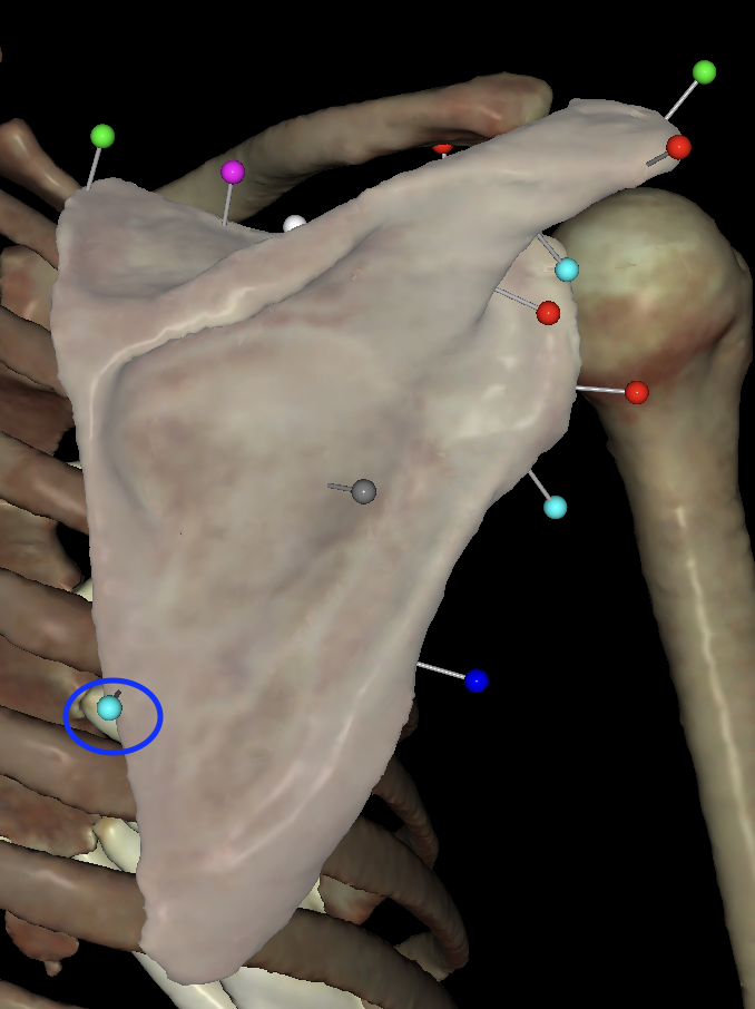 <p>What is the circled region called on the <strong>right</strong> scapula?</p>