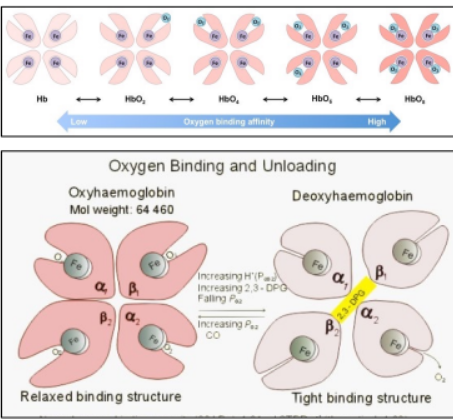 <p>oxyhaemoglobin</p>