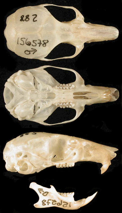 <p>Family Cricetidae Peromyscus boylii (brush mouse)</p>