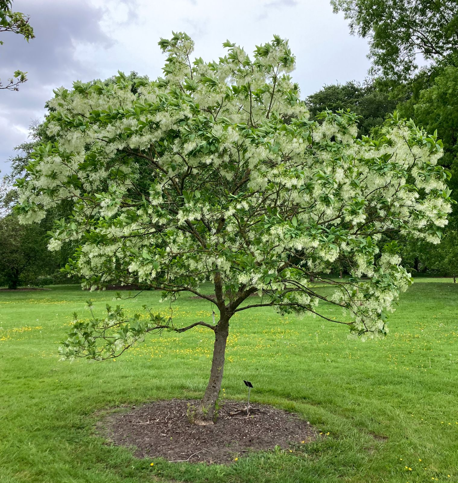 <p><em>Chionanthus virginicus</em></p>