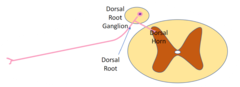 <p>in the dorsal root ganglia</p>
