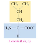 <p>nonpolar amino acid with alkyl as R group</p>