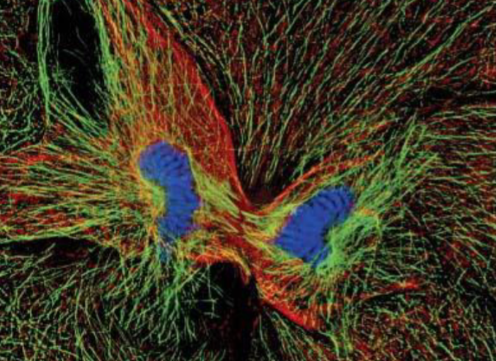<p>chromosomes decondense, nuclear membrane forms, cytokinesis begins</p>