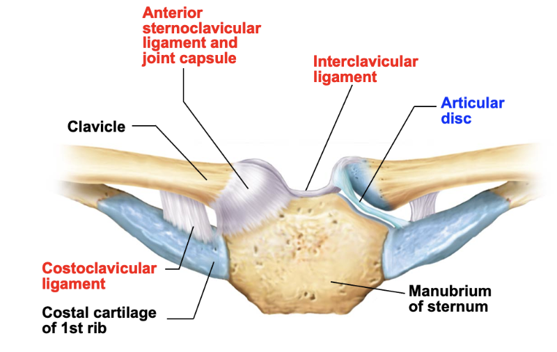 <p>sternoclavicular joint ligaments</p>