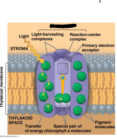 <ul><li><p>Two complexes:</p><ul><li><p><strong>Reaction centre</strong> surrounded by <strong>light harvesting complexes</strong></p></li></ul></li><li><p>When a pigment molecule in the light harvesting complex absorbs a photon the energy is passed from molecule to molecule</p></li><li><p>The energy will finally be passed to the reaction centre complex</p></li></ul><p></p>