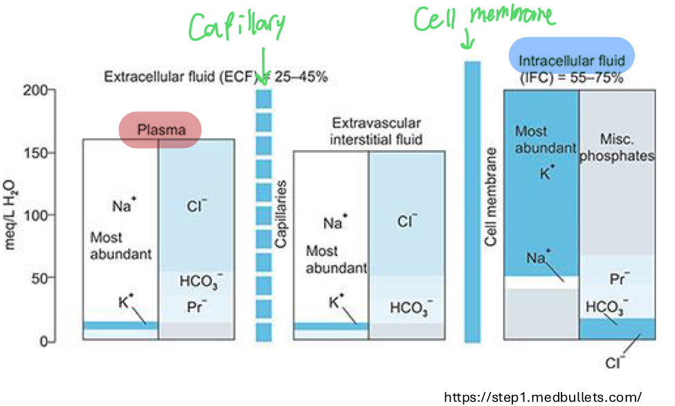 <ul><li><p>Cell Membrane</p><ul><li><p>Freely permeable → H20</p></li></ul></li><li><p>Capillary endothelium (more “controlling“)</p><ul><li><p>Freely permeable → H2O and various ionic solute</p></li><li><p>Limits proteins, large MW, and negatively charged molecules</p></li></ul></li></ul><p></p>
