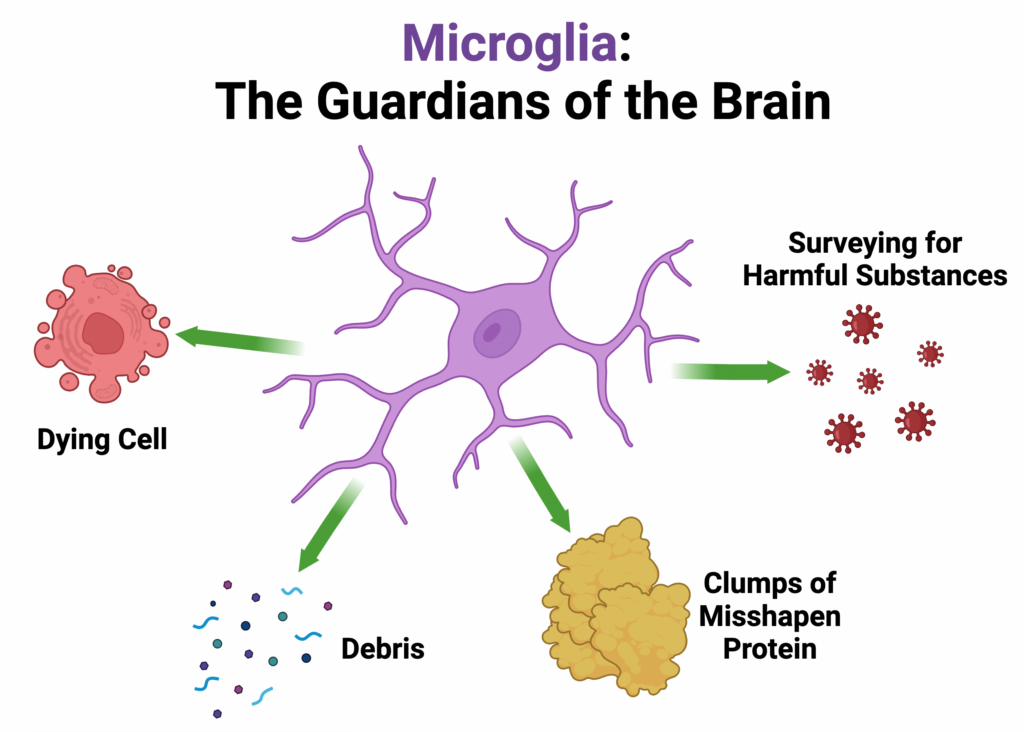 <p><strong>Microglia</strong>: ______ cells in the (PNS or CNS?) that develop from _____</p><p>Complete brain “____-_____” several times a day</p>