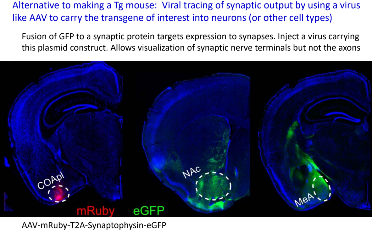 <p>allows you to see the axon terminals, but not the axons</p><ul><li><p>is anterograde tracing</p></li></ul><p></p>